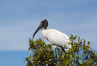 Woodstork (Mycteria americana)