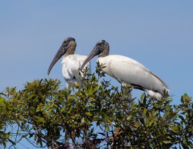 Woodstorks (Mycteria americana)