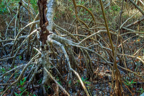 Rote Mangrovenwurzeln — Stockfoto