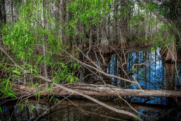 Cypress moeras — Stockfoto