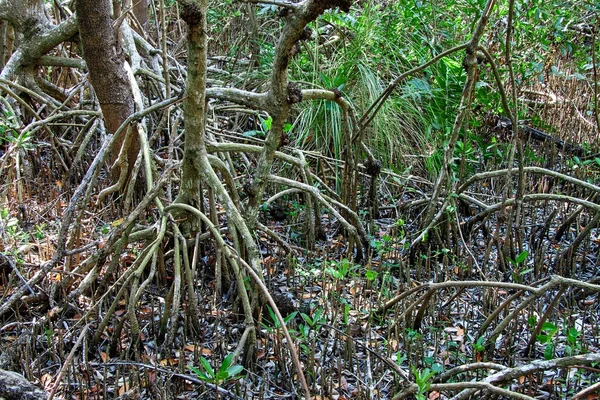 Червоні мангри коріння — стокове фото