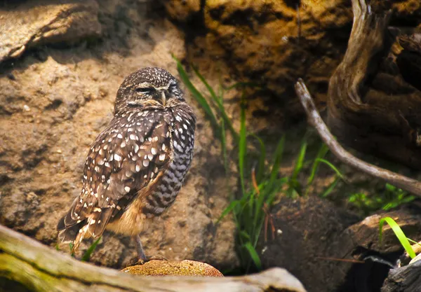 Burrowing owl — Stock Photo, Image