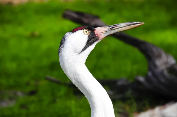 Keuchkranich — Stockfoto