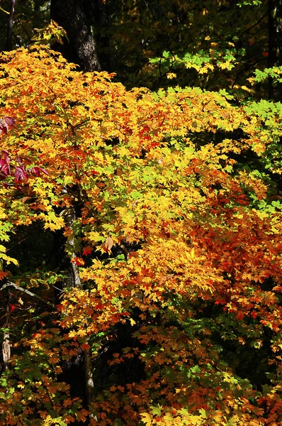 Hojas coloridas de otoño —  Fotos de Stock