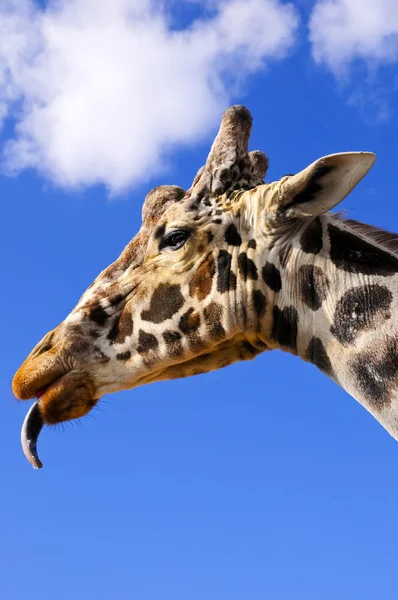 Profile of a Giraffe with tongue sticking out — Stock Photo, Image