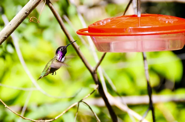 Humming bird — Stock Photo, Image