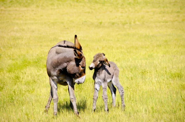 Baby burro in de problemen — Stockfoto