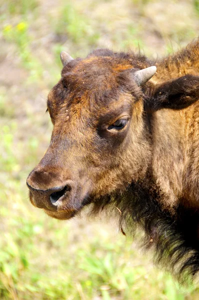 Profile of a Young Buffalo — Stock Photo, Image