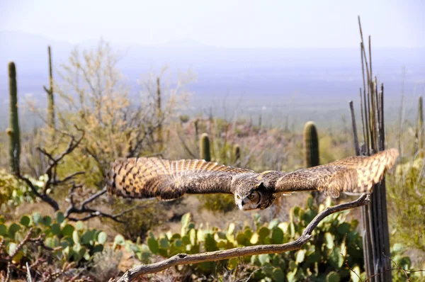 Great Horned Owl in Flight — Stock Photo, Image