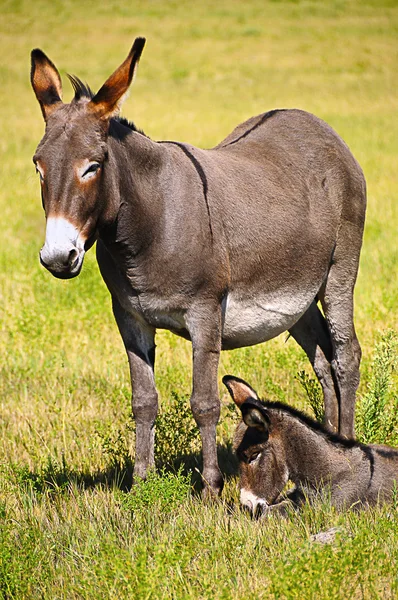 母亲和婴儿的驴 — 图库照片