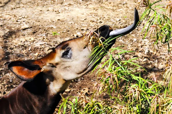 Portret van een okapi — Stockfoto