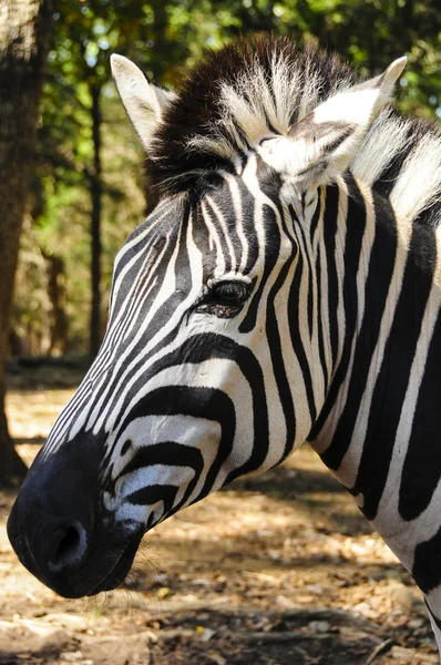 Portrait of a Zebra — Stock Photo, Image