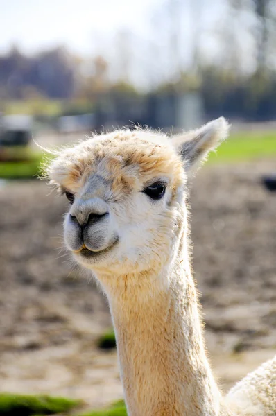 Portrait of an Alpaca — Stock Photo, Image