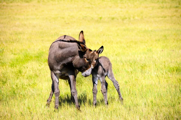 Retrato de una madre y un bebé Burro — Foto de Stock