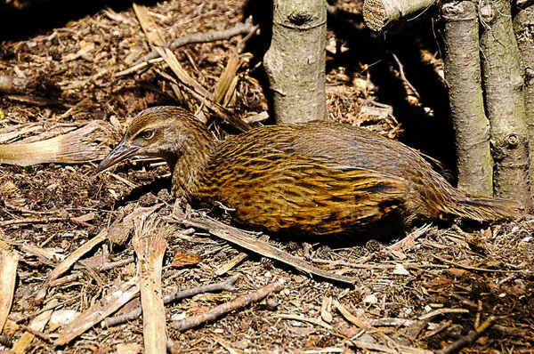 Een weka vogel liggend op de grond — Stockfoto