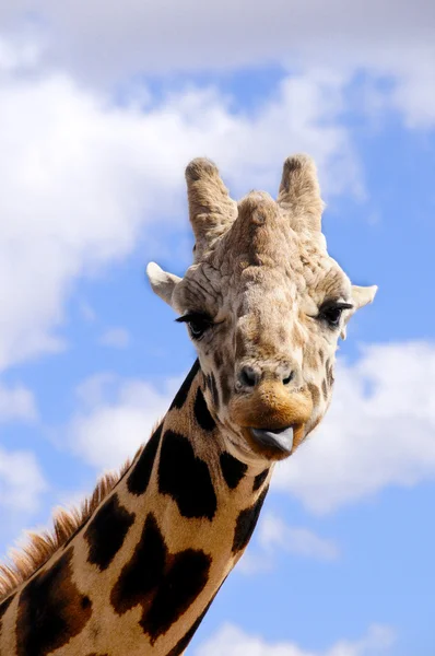 Portrait of a Giraffe — Stock Photo, Image