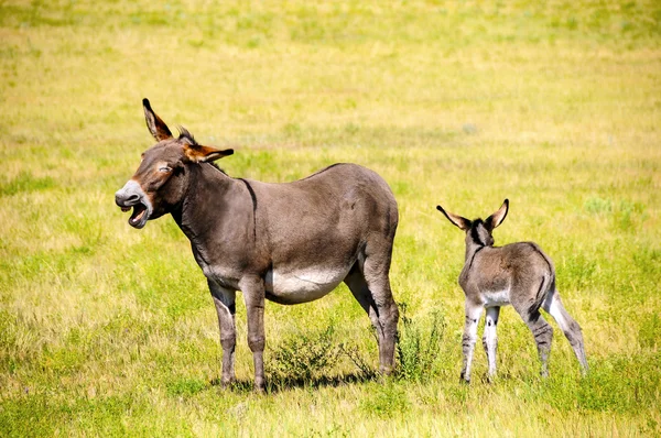 母亲和婴儿的毛驴 — 图库照片