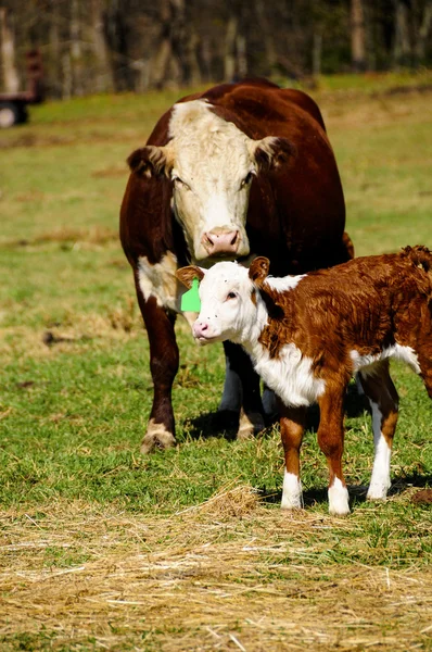 Mother Cow and Calf in a Meadow — Stock Photo, Image