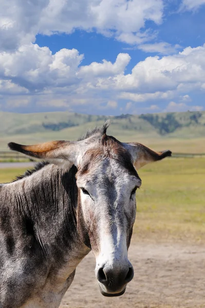 Retrato de un burro gris — Foto de Stock