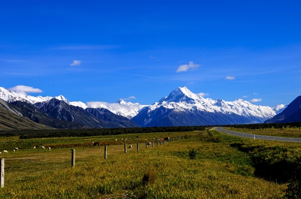 Πρόβατα και αγελάδες που βόσκουν με mount μαγειρεύουν στο παρασκήνιο Royalty Free Φωτογραφίες Αρχείου