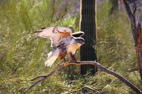 Järnhaltig hawk — Stockfoto