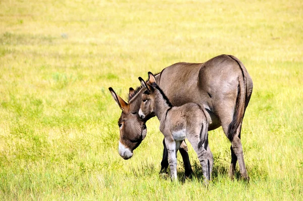 Mor og baby burro – stockfoto