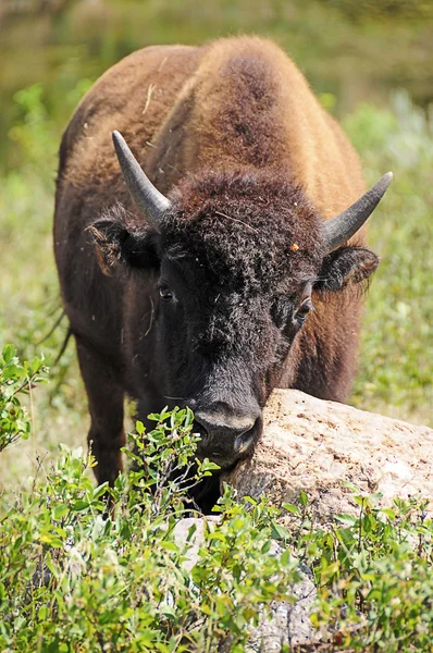 Портрет буйвола — стоковое фото