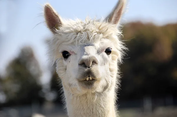 Alpaca branca — Fotografia de Stock