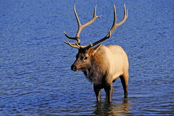 Elchbulle — Stockfoto