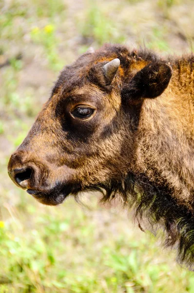 Profiel van:: een buffalo kalf — Stockfoto