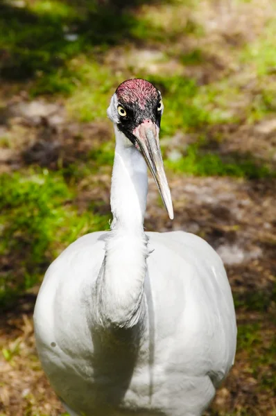 Keuchkranich — Stockfoto