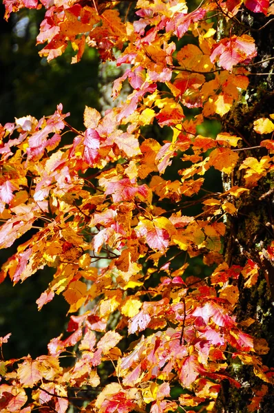 Червоний восени листя — стокове фото