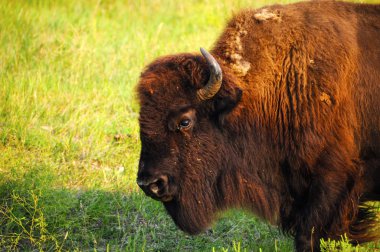 bir Buffalo profili