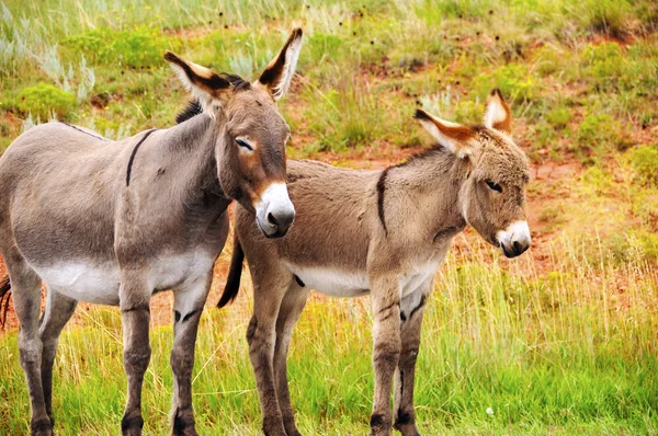 Mamma och baby burro — Stockfoto