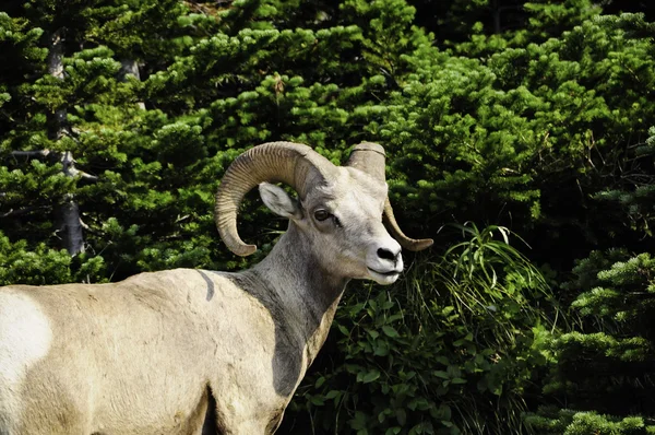 Portrait of a Big Horn Sheep — Stock Photo, Image