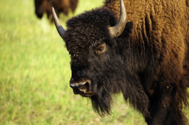 Bir buffalo portresi