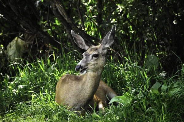 Cervo coda bianca — Foto Stock