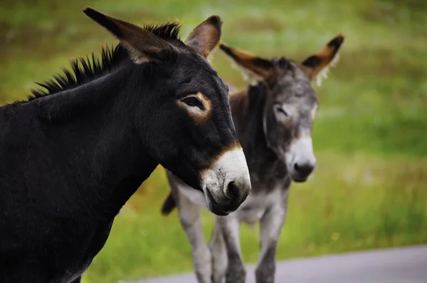 Retrato de Dois Burros — Fotografia de Stock