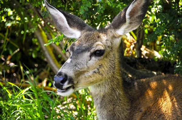 Mule Deer — Stock Photo, Image