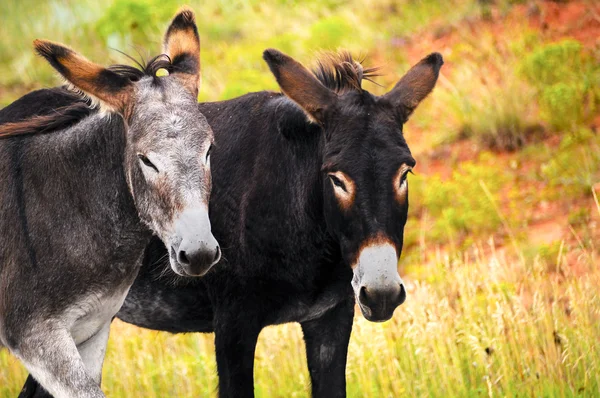 Twee ezels — Stockfoto