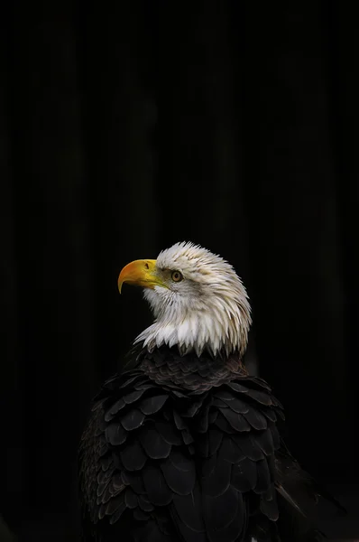 Águia Americana — Fotografia de Stock