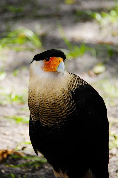 Crested Caracara — Stockfoto