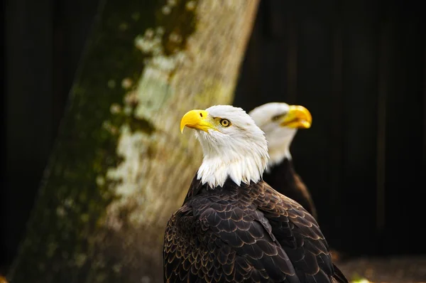 Dva američtí orla bělohlavého — Stock fotografie