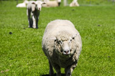 bir ewe closeup