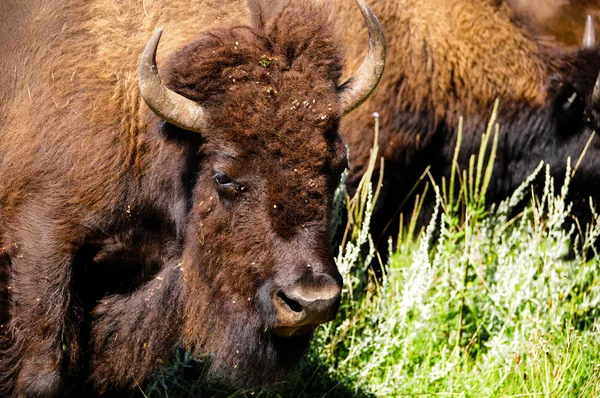 Fechar de um Buffalo — Fotografia de Stock