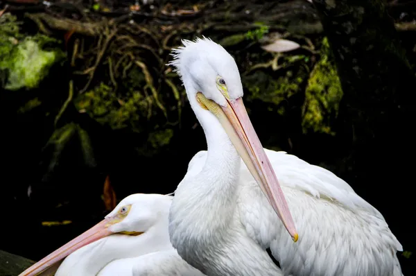Dois Pelicanos Apoiados Rosa — Fotografia de Stock