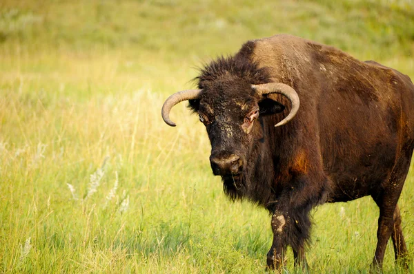 Buffalo — Stock Photo, Image