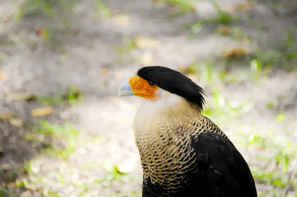 Caracara crête — Photo