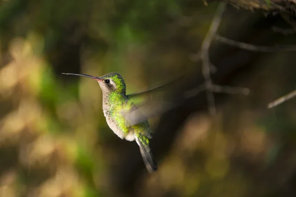 Colibrí en vuelo —  Fotos de Stock