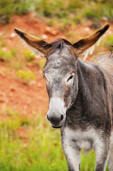 Retrato de um Burro — Fotografia de Stock